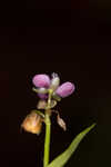 Nakedstem dewflower